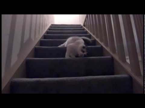 Slinky Kitty - Our cat loves to tumble down the stairs