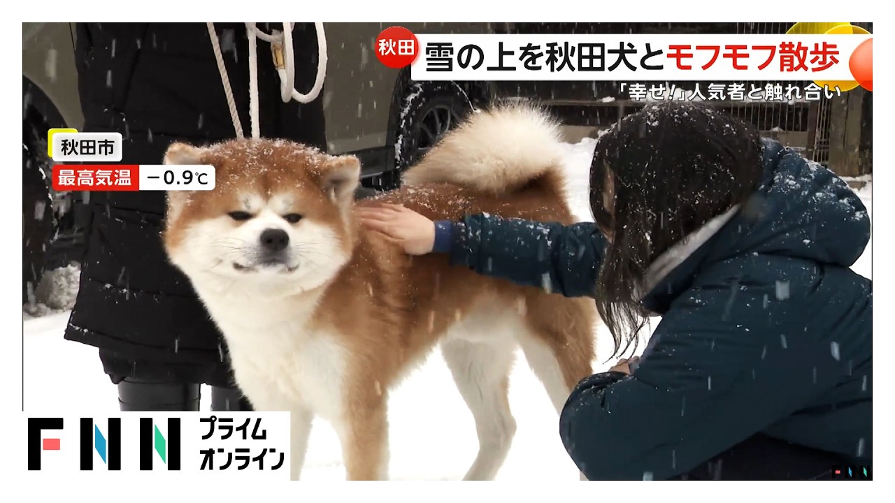 寒さに負けずイベント続々！白熱する雪合戦に秋田犬と“モフモフ散歩”体験　「中華まん博覧会」では100種類超の中華まんに舌鼓(2026年01月24日)