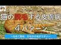 猫の脱毛する皮膚病４パターン　〜なめて脱毛、おなかの毛がうすい〜【獣医師がやさしく解説】