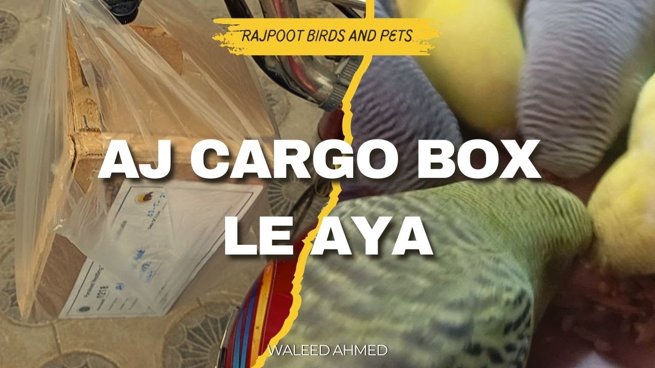 Aj Cargo box le aya - ( Rajpoot Birds And Pets ) - YouTube