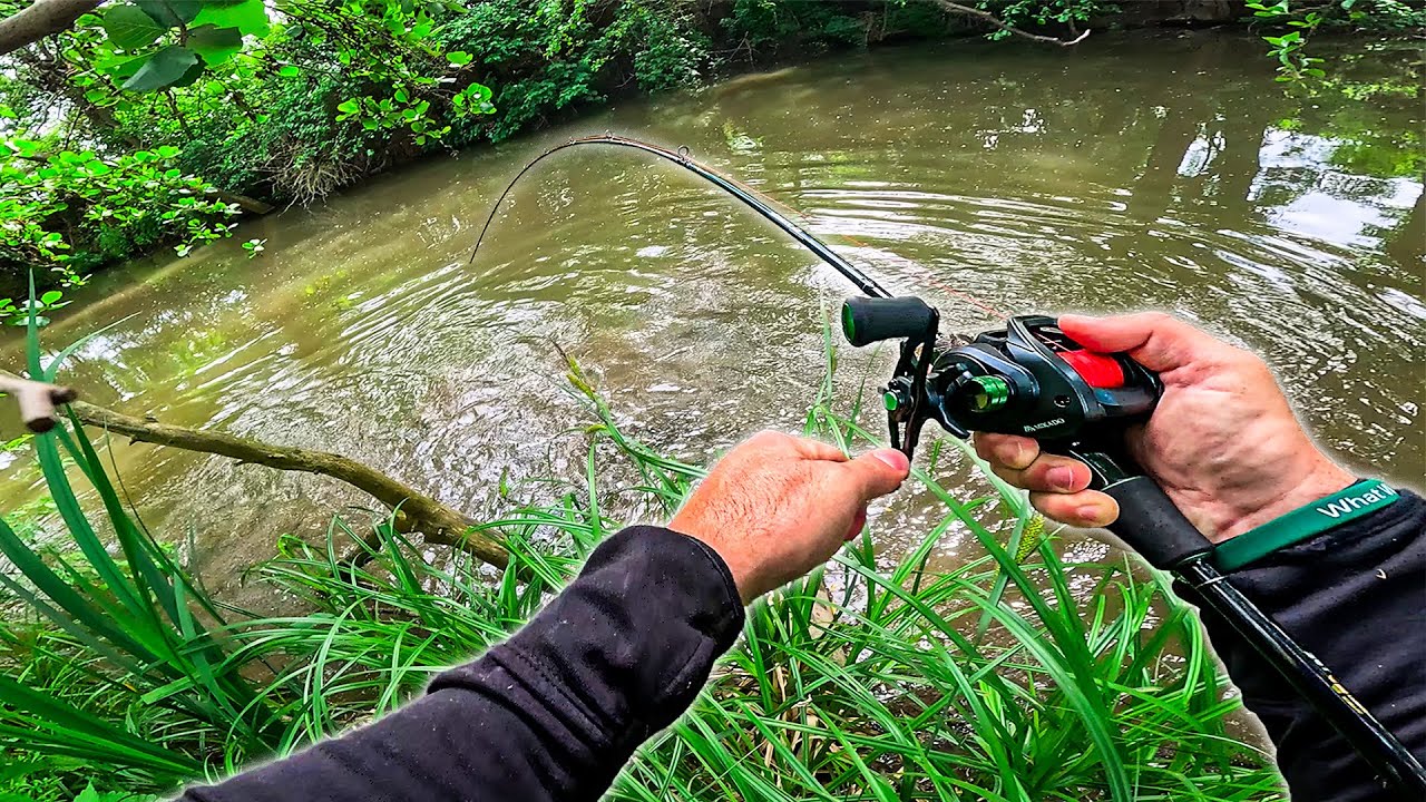 Chytil jsem velkou rybu v mělkém lesním potoce!