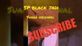 Suara panggil walet SP BLACK JADE' super jernih