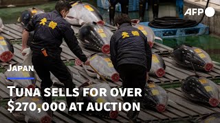 Tuna sells for over $270,000 at New Year auction in Japan | AFP