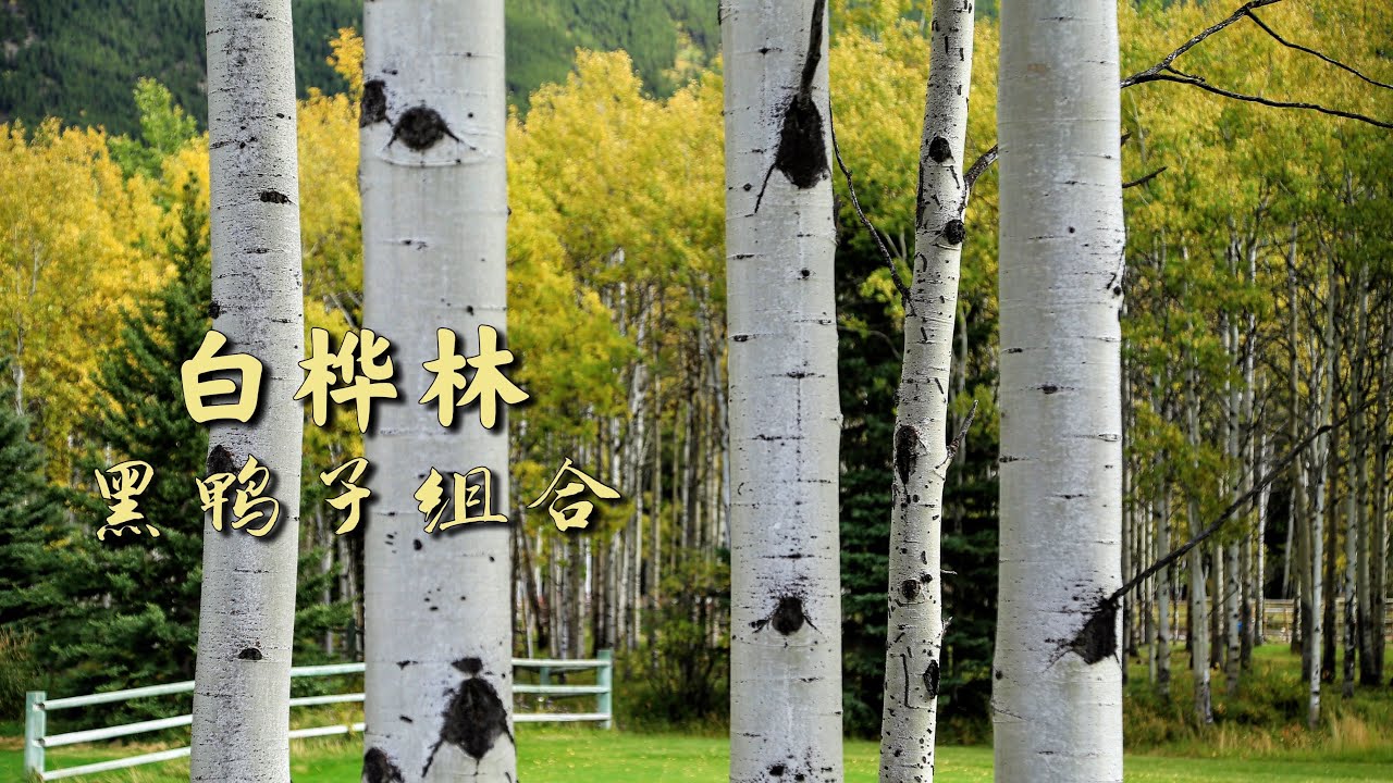 Watch 《白桦林》黑鸭子组合 声情并茂 on YouTube Watch 《白桦林》黑鸭子组合 声情并茂 on YouTube