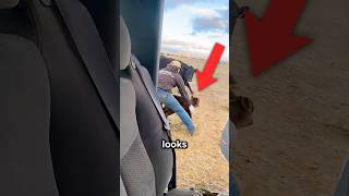 Why He's Stealing Cows