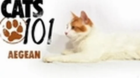 Aegean | Cats 101
