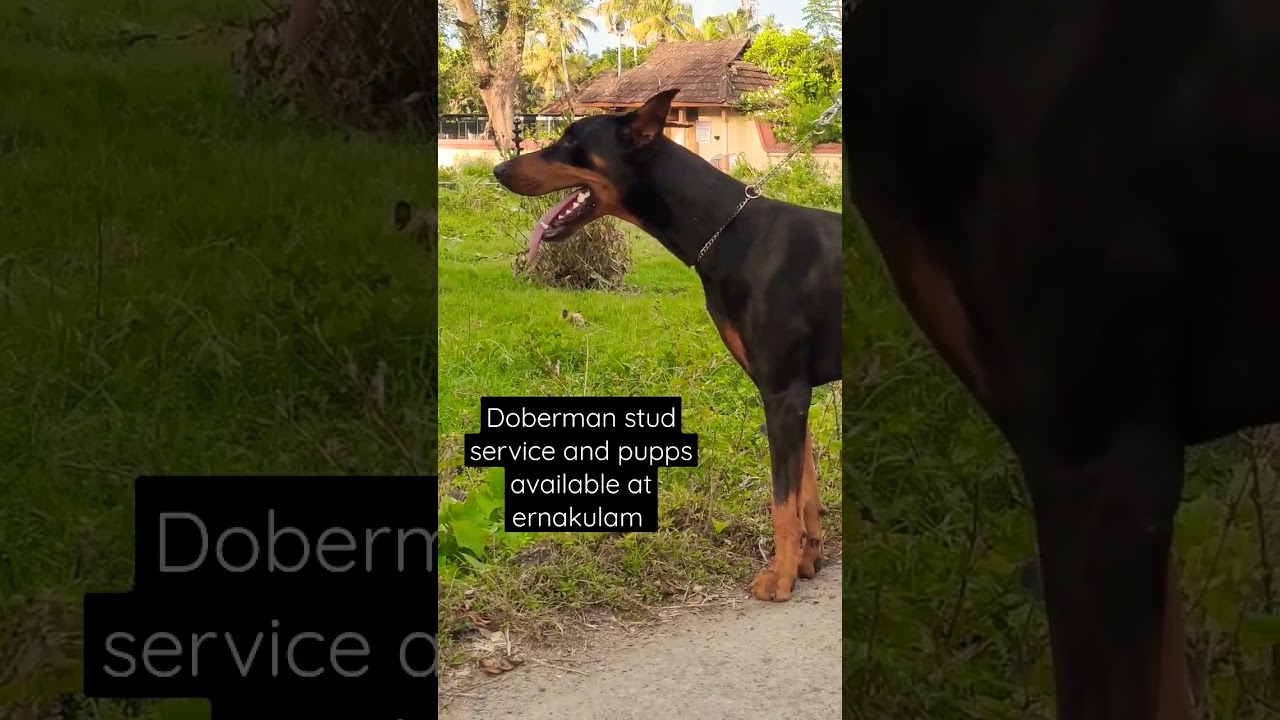 Doberman stud service and pupps available at ernakulam YouTube