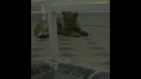 Шымкентте қонақ үйлердің бірінде арыстанның күшігі табылды