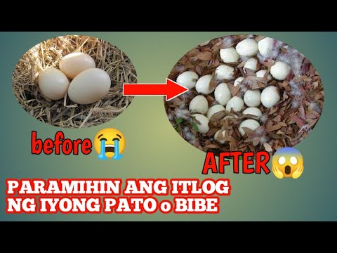 Video: 3 Mga Paraan upang Suriin ang Mga Itlog ng Pato ay Patay o Mabuhay pa