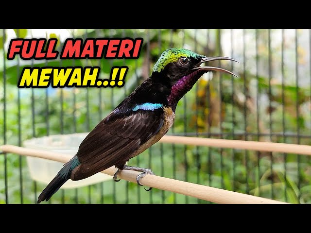 SUARA BURUNG KOLIBRI NINJA FULL ISIAN ROLL TEMBAK INI, DIJAMIN COCOK BUAT PANCINGAN KONIN BIAR GACOR class=