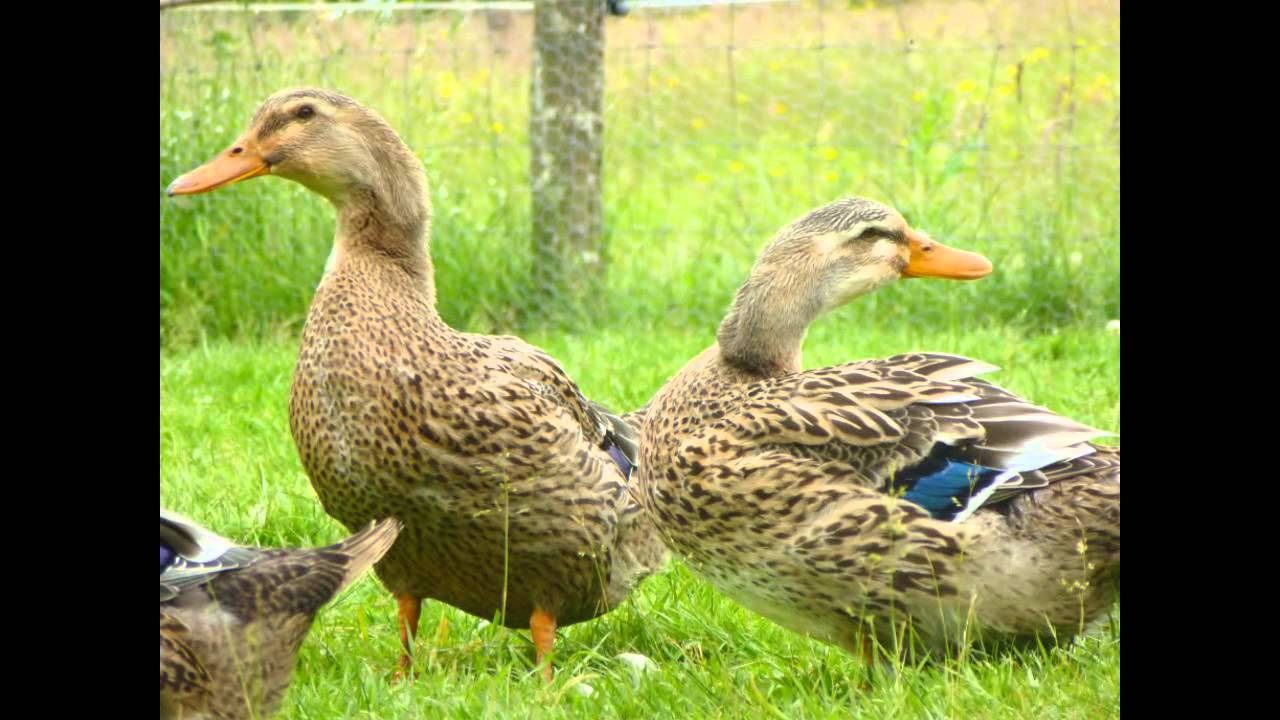 canard de rouen, barbarie ou croisée YouTube canard de rouen, barbarie ou croisée YouTube