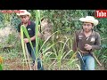 Fuimos a limpiar nuestras plantas de izote y de caña