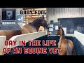 Day in the life of an equine vet