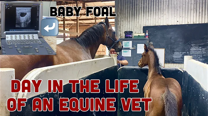 DAY in the LIFE of an EQUINE VET