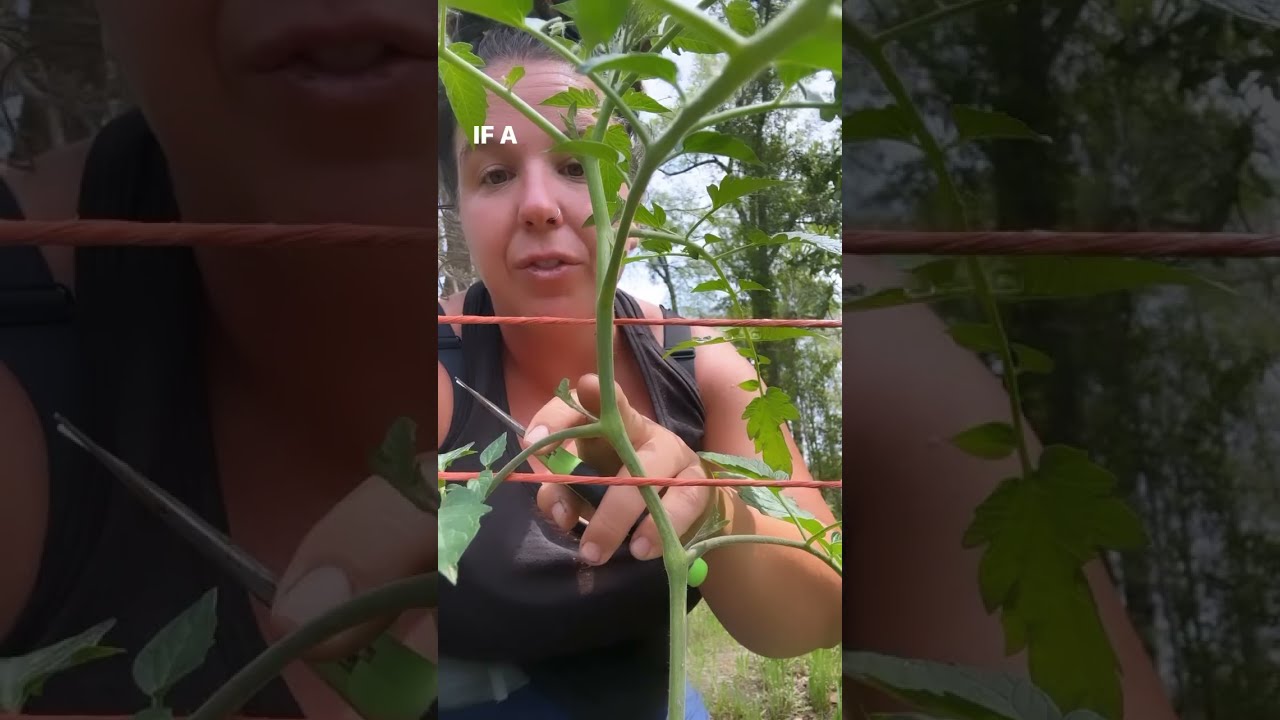 Grow The Best Tomatoes This Summer By Pruning Especially If You Re Growing Indeterminate 