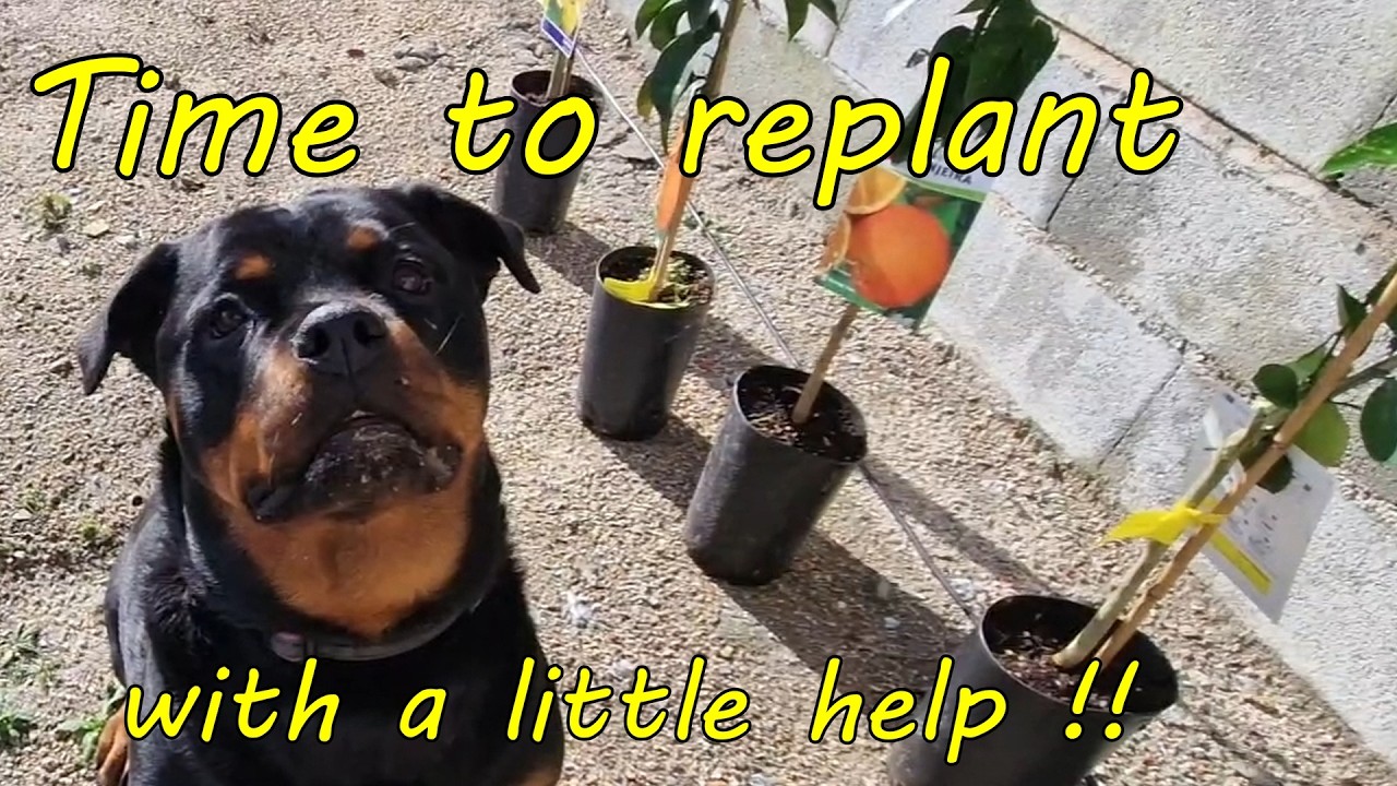 Replanting Trees After the Fire | Restoring Our Land in Rural Portugal