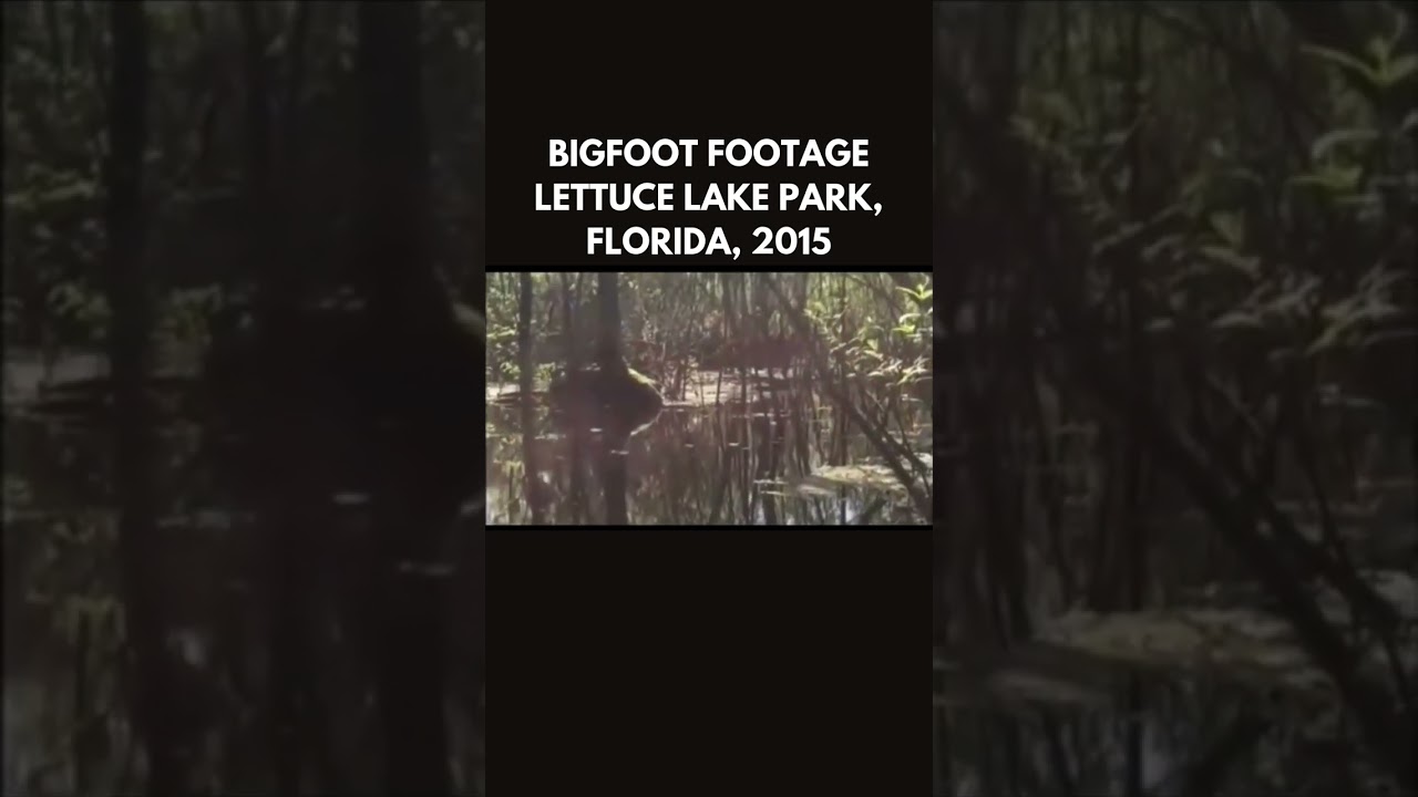 Footage of Bigfoot in Lettuce Lake Park, Florida, circa 2015 #bigfoot #sasquatch #skunkape #florida