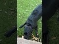 OULUXYLS OULUXYLS Dog Balls,The 3rd Generation Interactive Toys for Puppy/Small/Medium/Large Dogs,Im