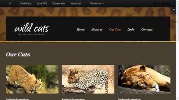 Wild Life Responsive Website Template