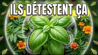 7 Plantes Qui Éliminent Instantanément Les Ravageurs Du Jardin (Sans Produits Chimiques)