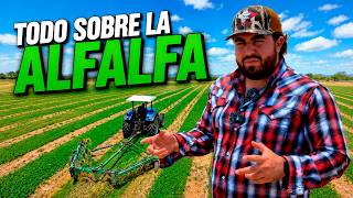 LAS DESVENTAJAS DE LA ALFALFA lluvia en exceso