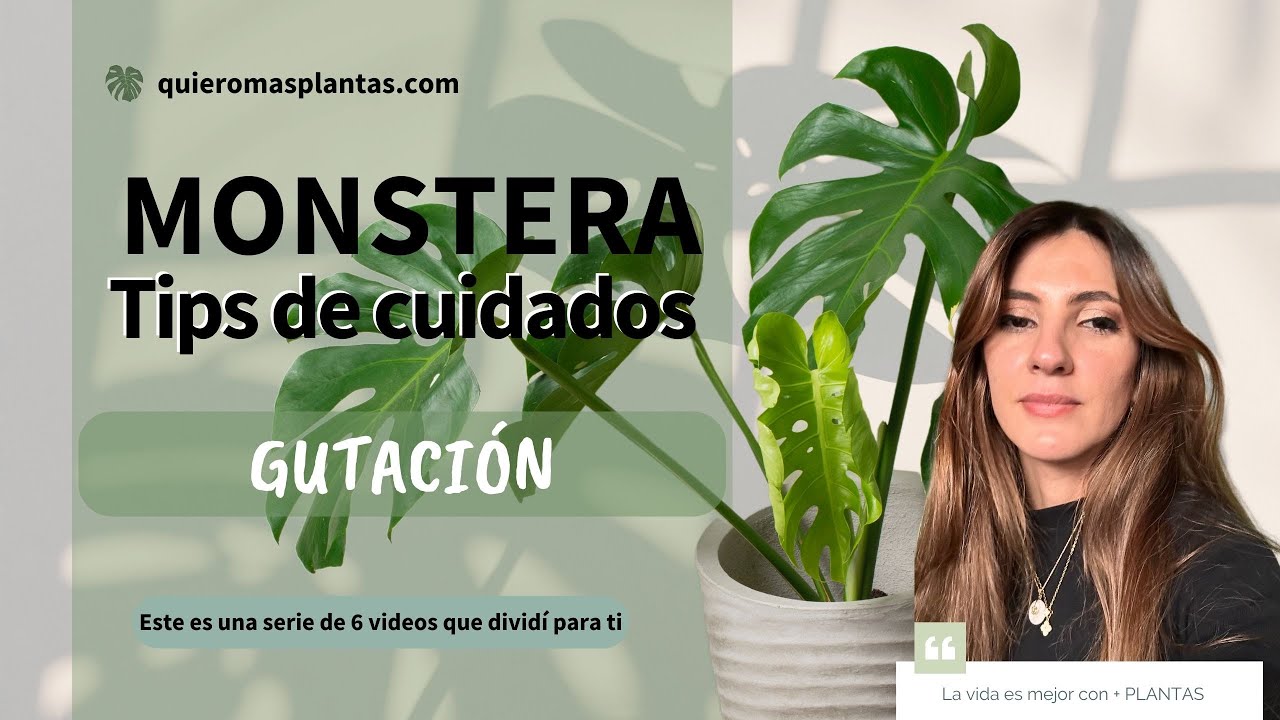 Por que se abren las hojas de tu Monstera? Te explico lo que es la Gutacin