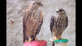 Falconry: Quail hawking with Merlins vs Sharp Shins