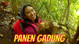 Claresta Taufan Panen Umbi Gadung | JEJAK PETUALANG