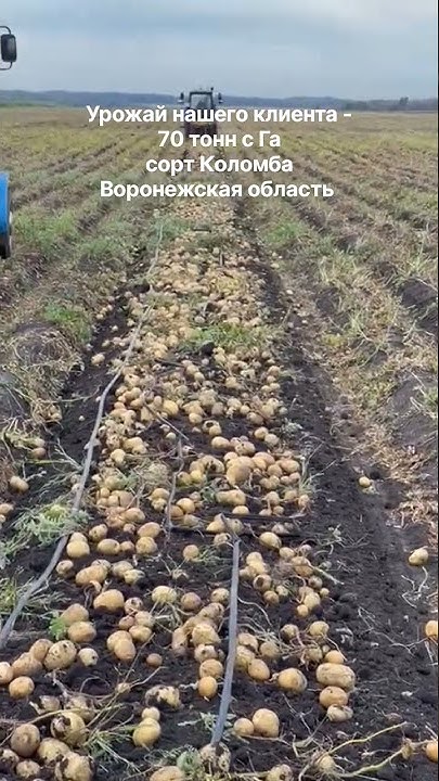 Супер урожай картофеля сорта Коломба - YouTube