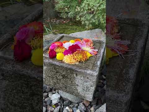 Shorin-ji Temple: The Hidden Gems of Kyoto Best Way to Experience Serenity and Tradition #shorts