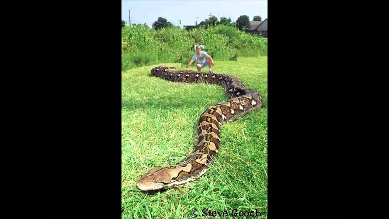 Змеи видео для детей. Анаконда змея. Самая опасная змея в мире Анаконда. Самая большая Анаконда в мире.