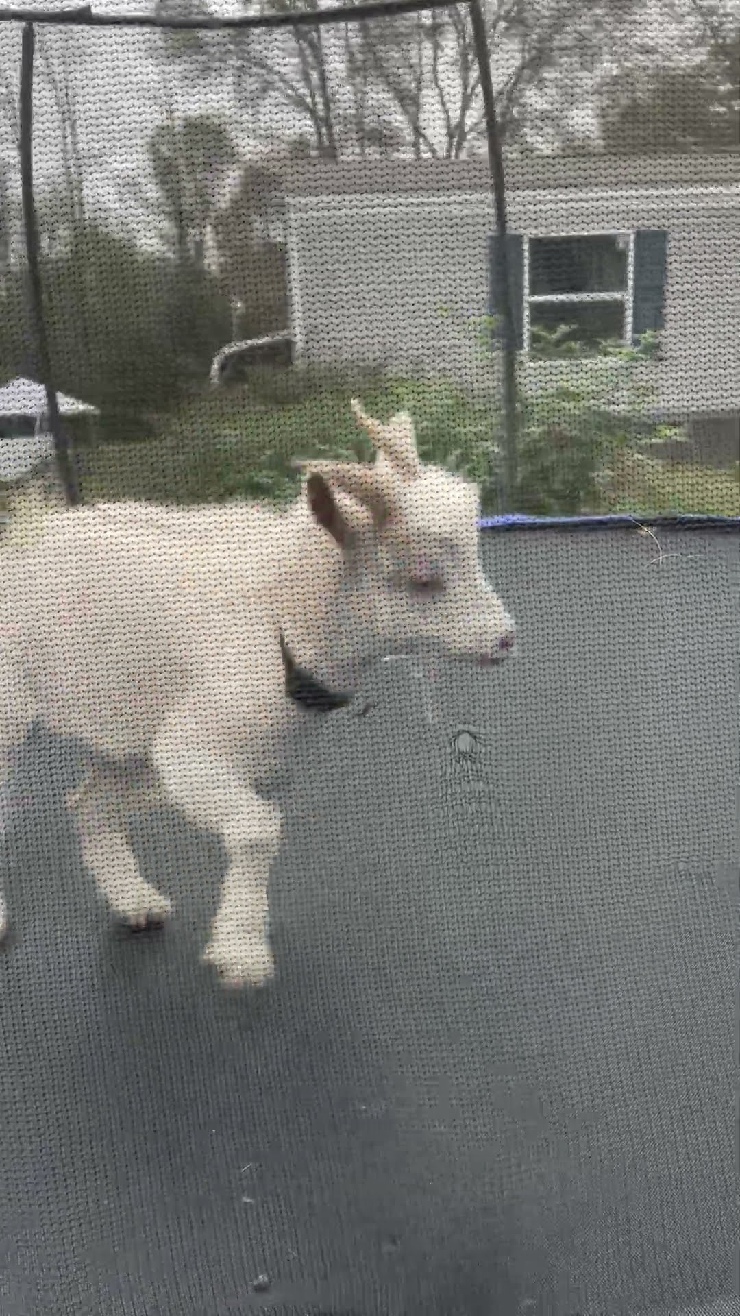 Goat Jumps On Trampoline || ViralHog