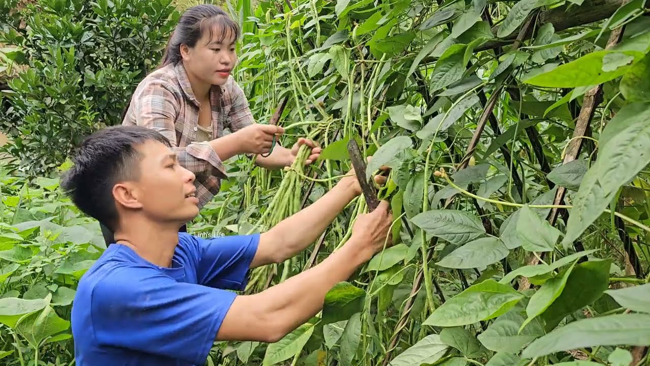 Harvesting green beans for sale, Farm life of a couple | Linh's Life