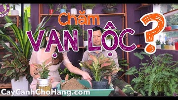 191. Cây Vạn Lộc để bàn - Hướng dẫn trồng và chăm sóc - Cây cảnh Chợ Hàng