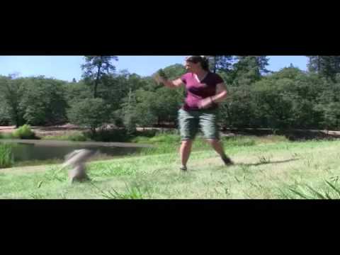 Various Dog Flips-Jumps.mp4