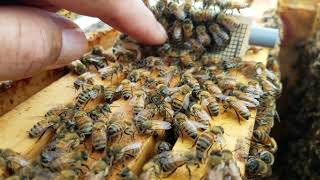 How to tell if your hive is truly Queenless and how I introduce a new Queen to a Honey Bee hive.