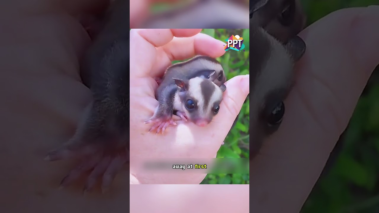 The girl found two strange little creatures and brought them home to care for them  #animals