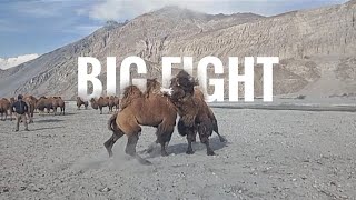 Dangerous Fight Between Double Hump Camel 🐪 ||BacterianCamel 🐪 ||Drive Ladakh ||