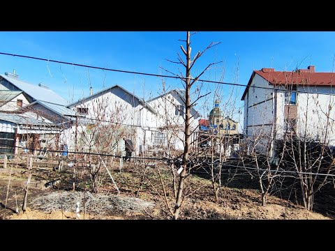 Обрізка персика на