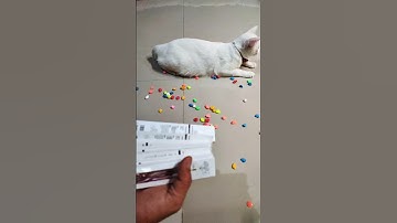 Cat Barsik 🚨🛢️Beads 🛢️🚨Reverse Video #cat #reverse #usa