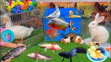 Bắt các loại con vật dễ thương, cá cảnh dễ thương, vịt con, cá vàng bơi, kì nhông xanh