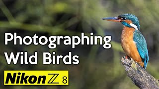 Photographing wild birds and kingfishers with my Nikon Z8