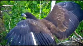 MN DNR ~ E1 At 11 Weeks Old! Getting Ready To Fledge! 💕 6.9.22