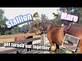 STALLION REUNITES WITH MARES After Getting Gelded! | Journey&#39;s Journey