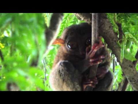 ვიდეო: საყვარელი პატარა ცხოველები: Tarsier