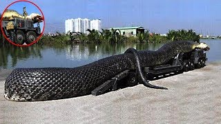 видео Самые большие рептилии в мире