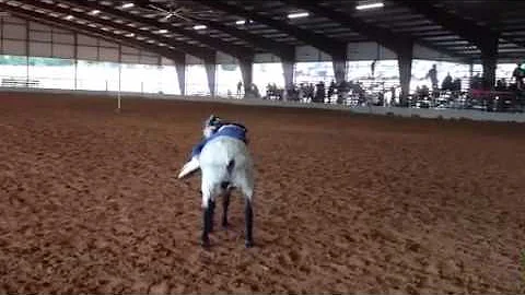 Clarissa mutton busting