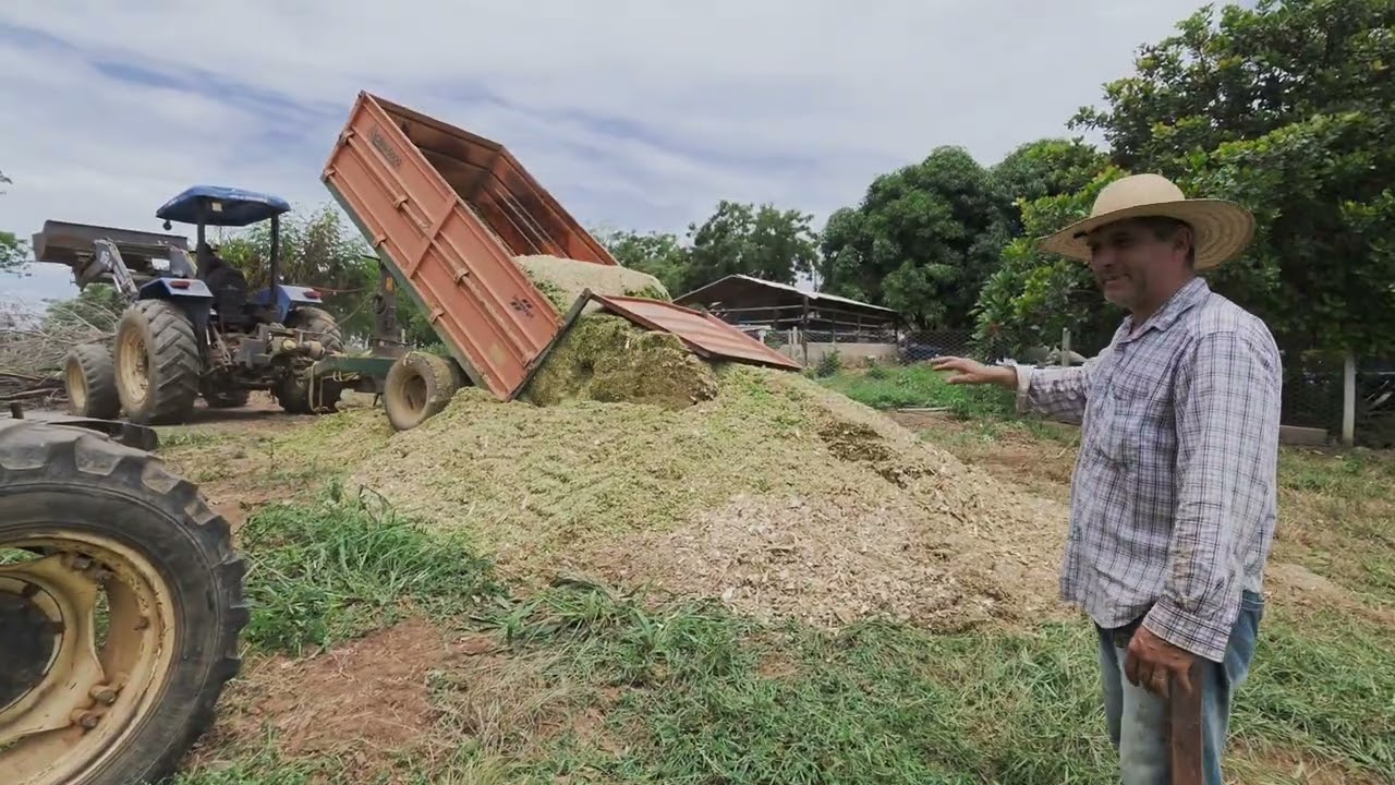 VEJA O TANTO DE SILAGEM QUE FIZEMOS. 