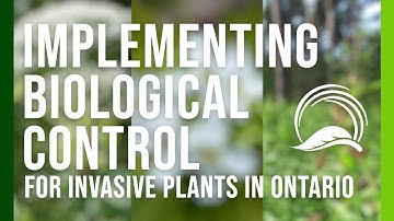 Implementing Biological Control for Invasive Plants in Ontario