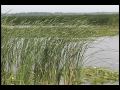 Wetland Sources - River of Rushes part 2